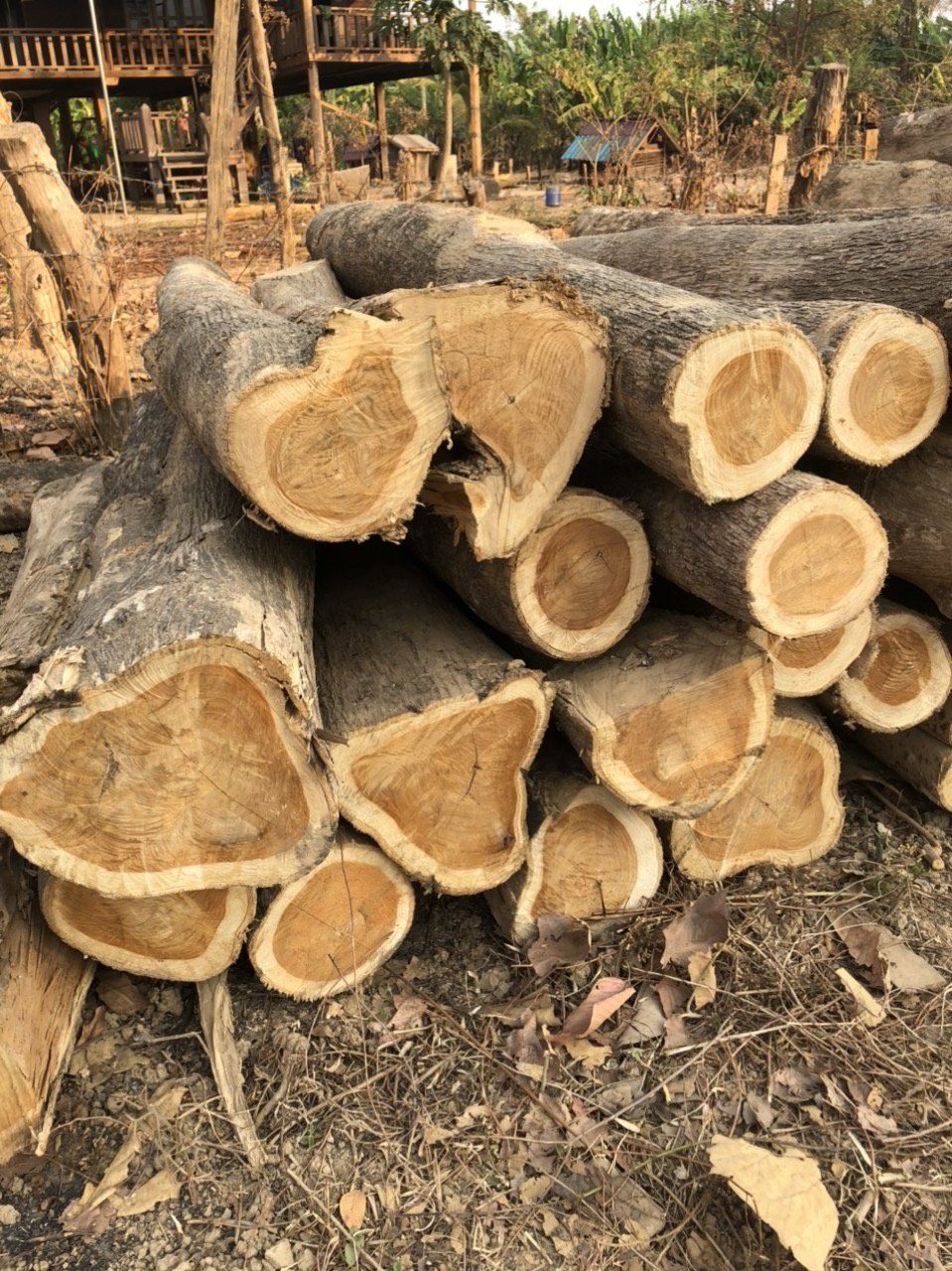 Đơn hàng xuất khẩu gỗ Teak sang thị trường Trung Quốc GT01-040621