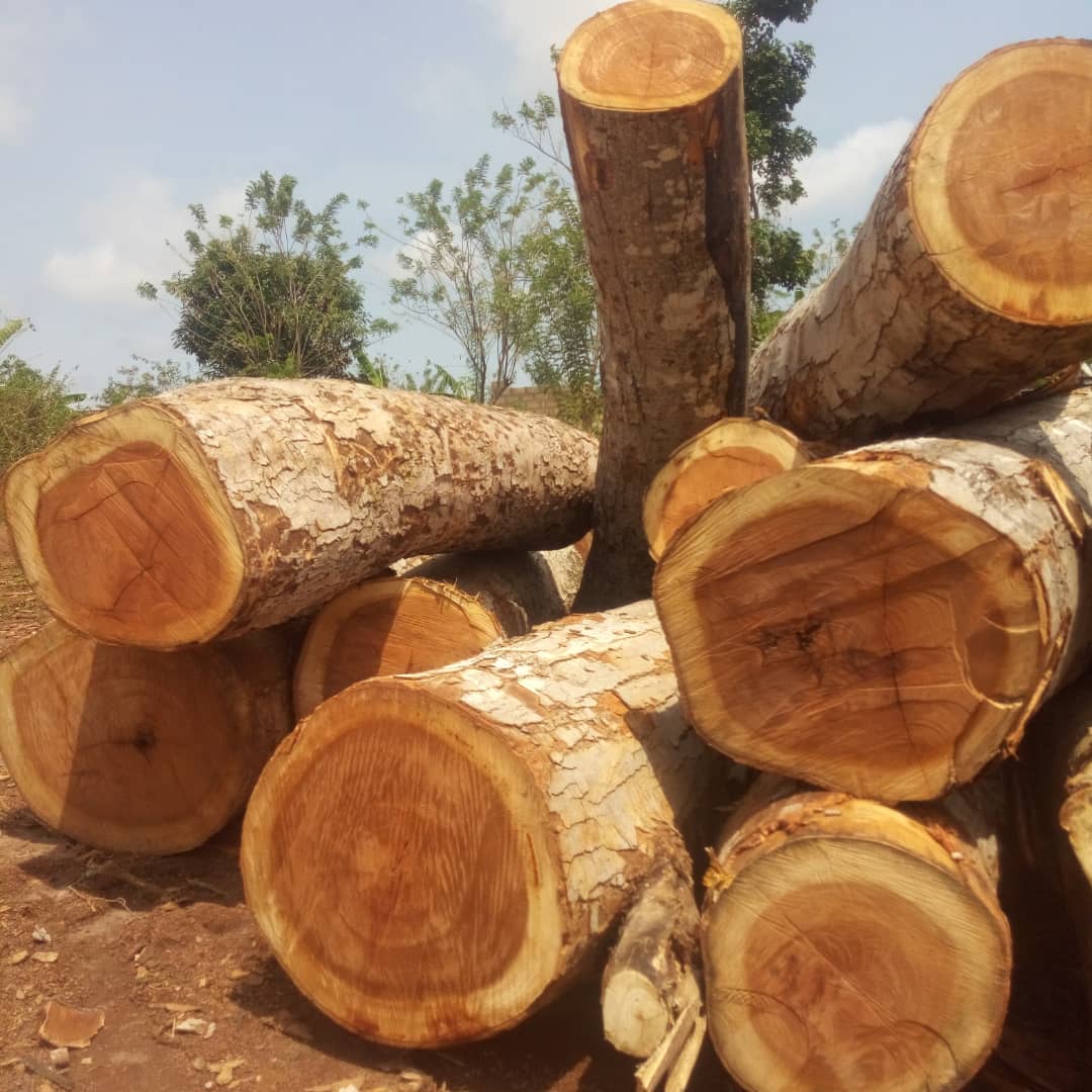 Đơn hàng xuất khẩu gỗ Teak tròn sang thị trường Ấn Độ GT01-300921