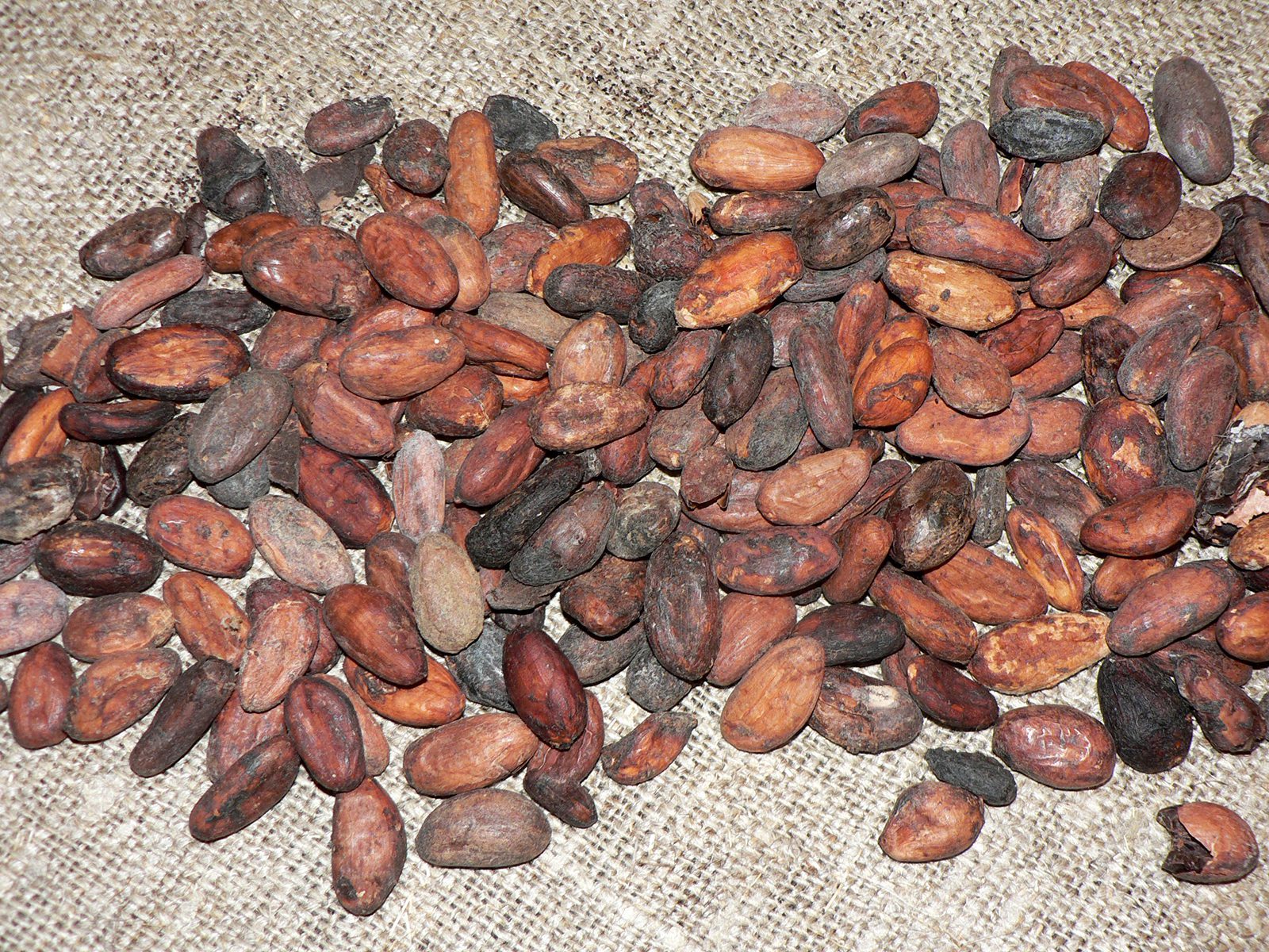 Đơn hàng xuất khẩu Cocoa sang thị trường Indonesia CC01-271021