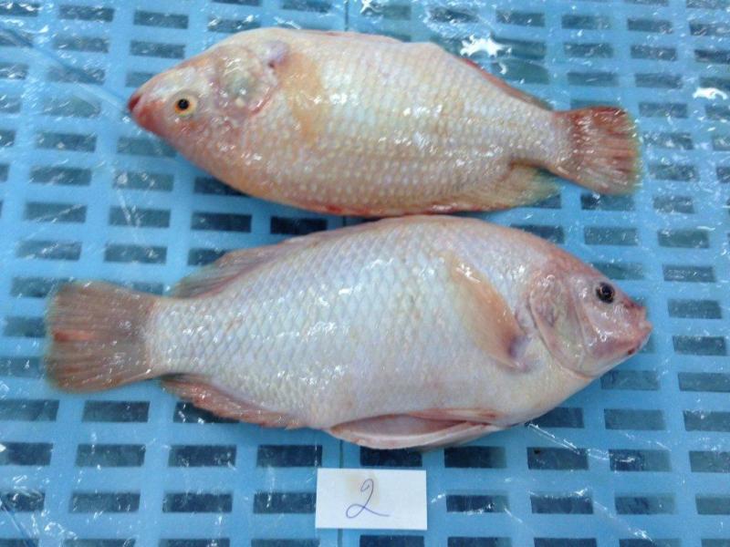 Đơn hàng xuất khẩu Cá Điêu Hồng sang thị trường Dometican Republic DH01-021121