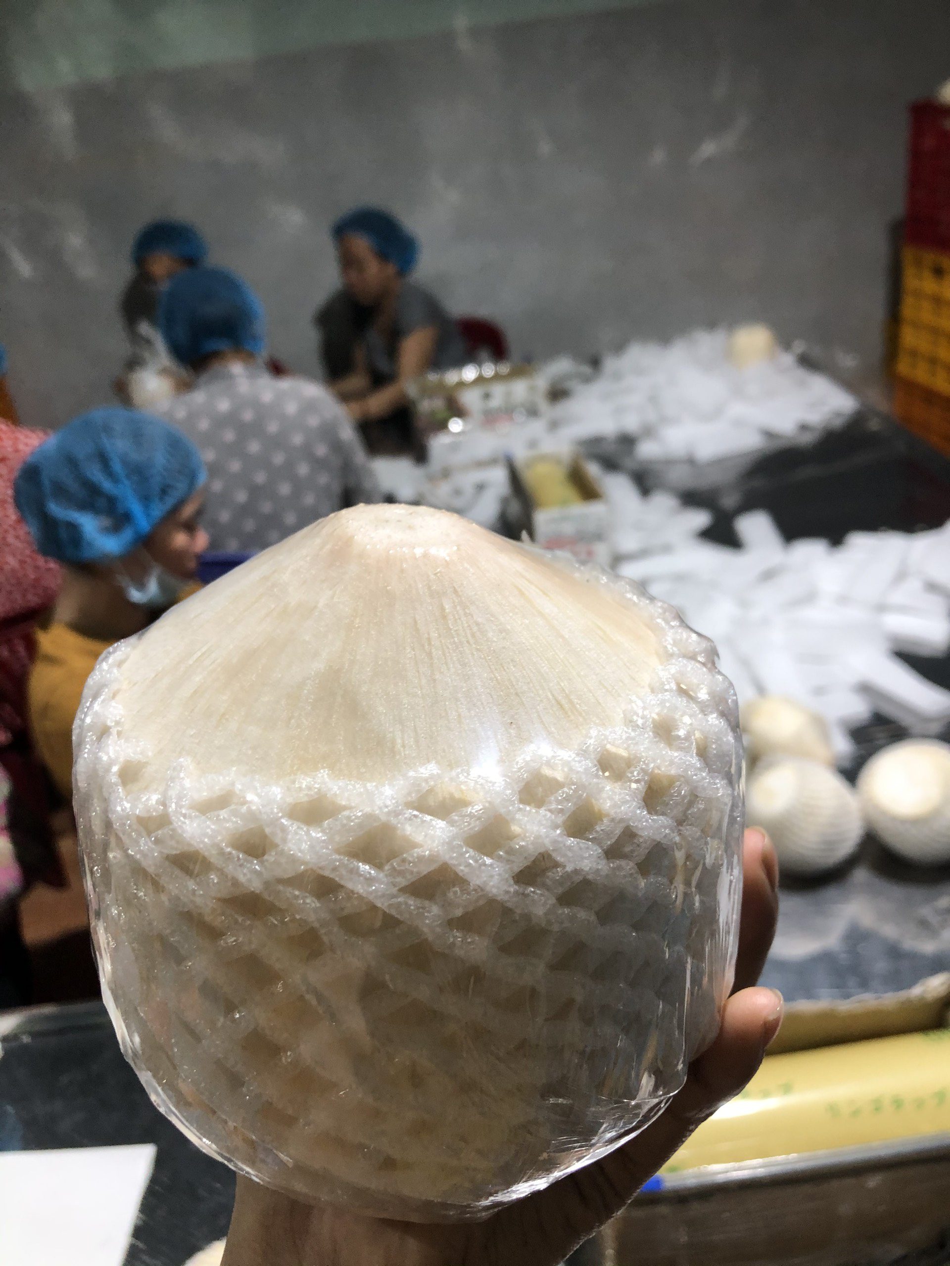 Đơn hàng xuất khẩu dừa tươi sang thị trường Ai Cập D01-030921