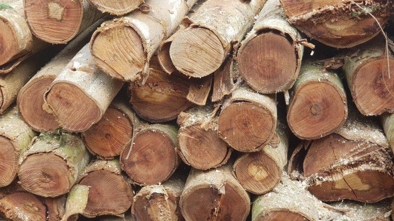 Đơn hàng xuất khẩu gỗ bạch đàn tròn sang Trung Quốc BD01-070721