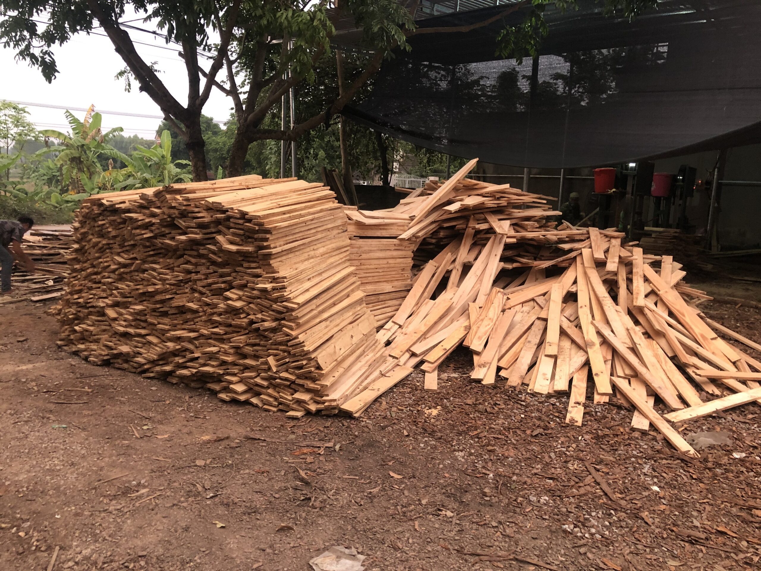 Đơn hàng xuất khẩu gỗ thông xẻ sang thị trường Sri Lanka GT01-231021