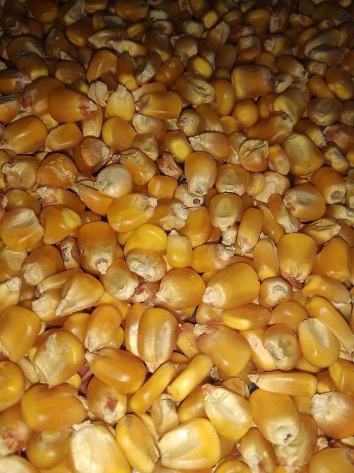 Đơn hàng xuất khẩu hạt ngô vàng sang thị trường Ai Cập NV01-231021
