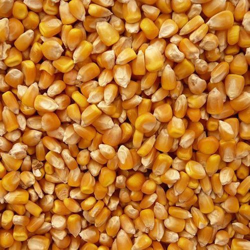 Đơn hàng xuất khẩu Hạt ngô vàng sang thị trường Bangladesk HNV01-250122