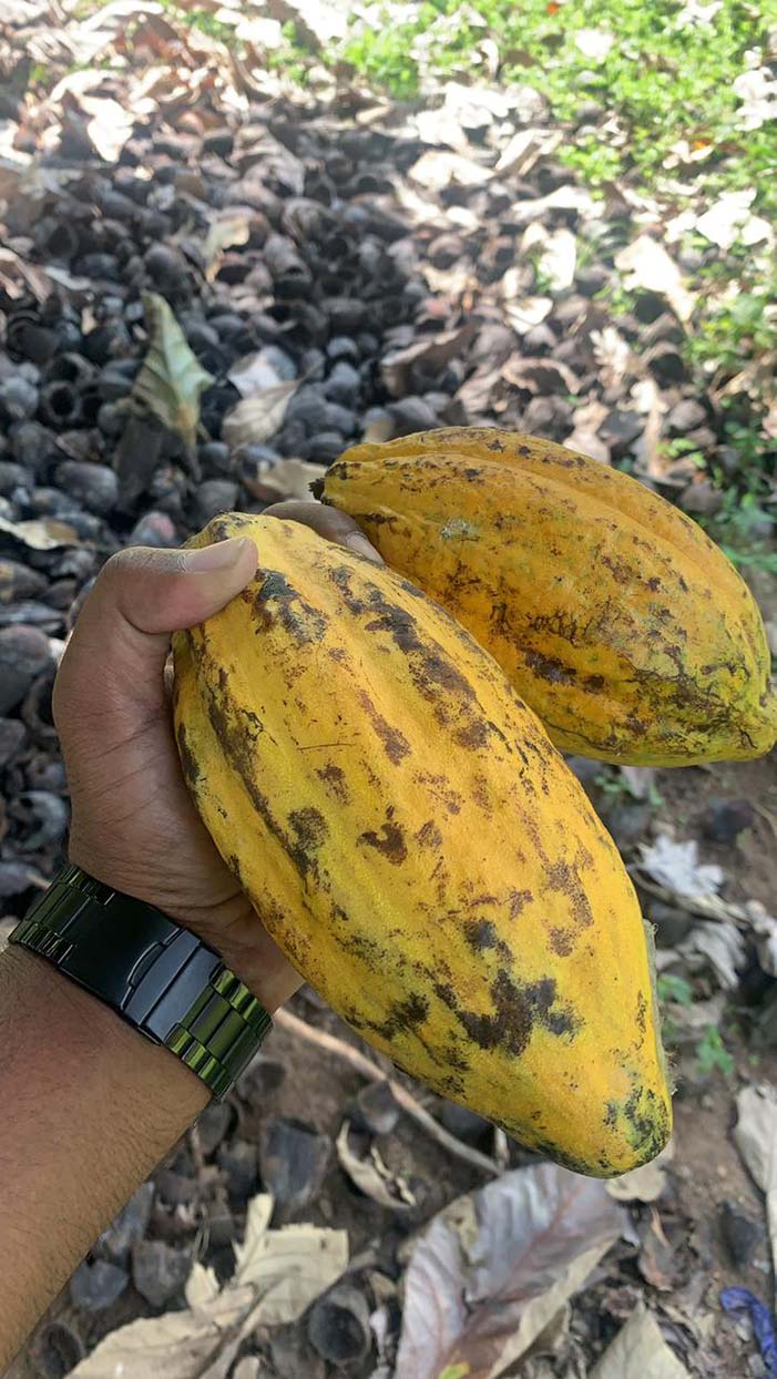 Đơn hàng xuất khẩu Hạt Cacao sang thị trường Ấn Độ CC01-040122