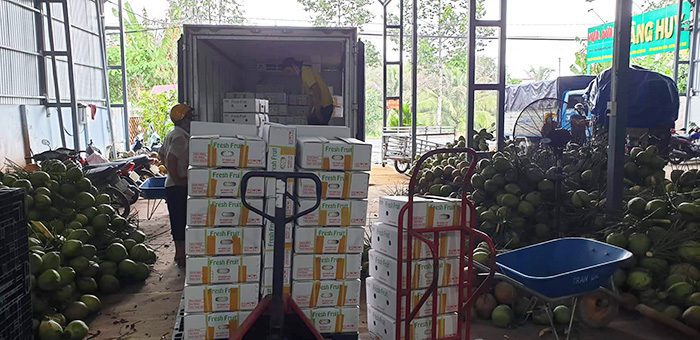 Đơn hàng xuất khẩu Dừa tươi nguyên trái sang thị trường Trung Quốc D01- 070222