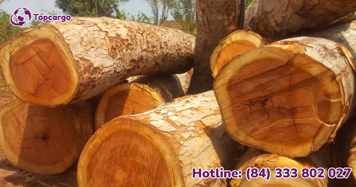Đơn hàng xuất khẩu gỗ Teak tròn sang thị trường Ấn Độ GT01-300921