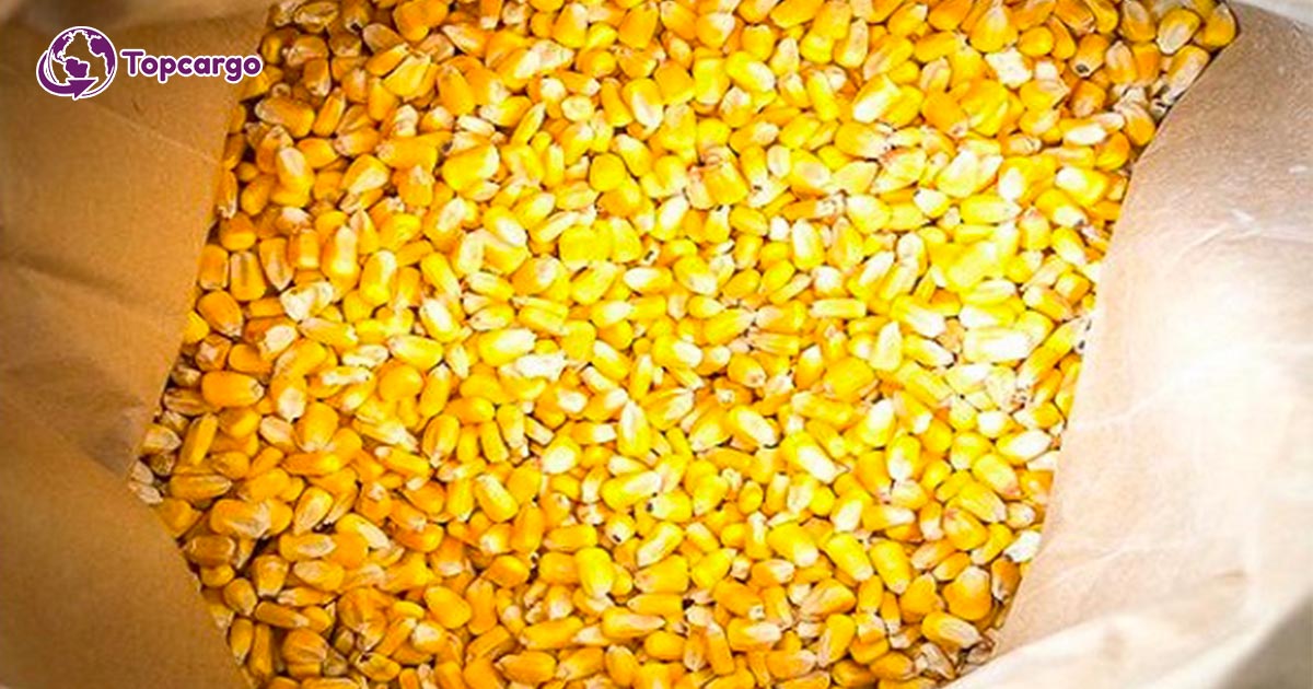 Đơn hàng xuất khẩu Hạt ngô vàng sang thị trường Nepal HNV01-221121