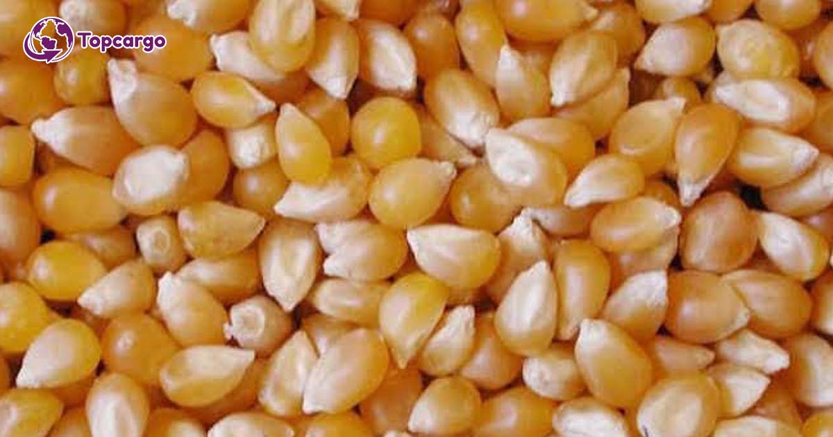 Đơn hàng xuất khẩu Hạt ngô vàng sang thị trường Bangladesh HNV01-300721