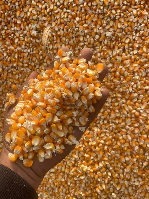 Đơn hàng xuất khẩu Hạt ngô vàng sang thị trường Bangladesk HNV01-250122