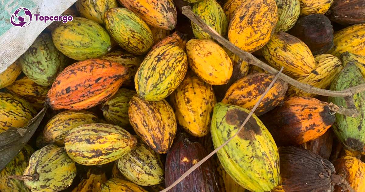 Đơn hàng xuất khẩu Hạt Cacao sang thị trường Ấn Độ CC01-040122