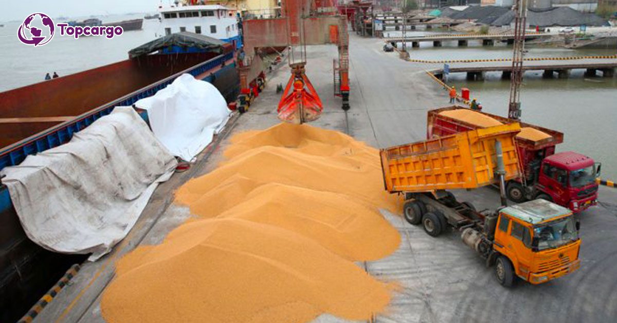 Đơn hàng xuất khẩu Hạt ngô vàng sang thị trường Bangladesk HNV01- 120222