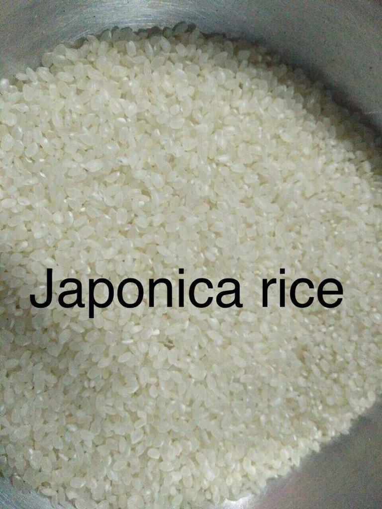 Đơn hàng xuất khẩu Gạo sang thị trường Irag-G01-280322