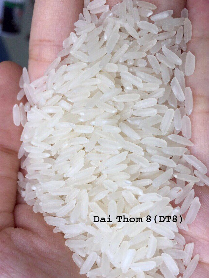 Đơn hàng xuất khẩu Gạo sang thị trường Tây Phi- G01-100322