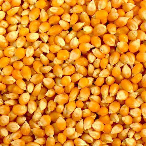 Đơn hàng xuất khẩu Hạt ngô vàng sang thị trường Togo HNV01-240322