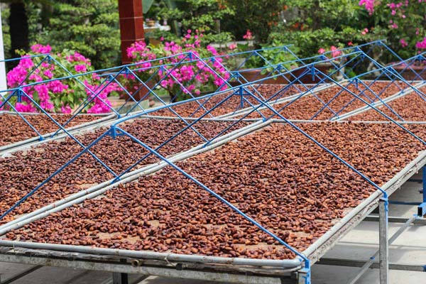Co hoi xuat khau hat Cacao sang thi truong Indonesia NS-CC01-14G22
