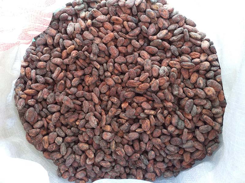 Co hoi xuat khau hat Cacao sang thi truong Indonesia NS-CC01-14G22