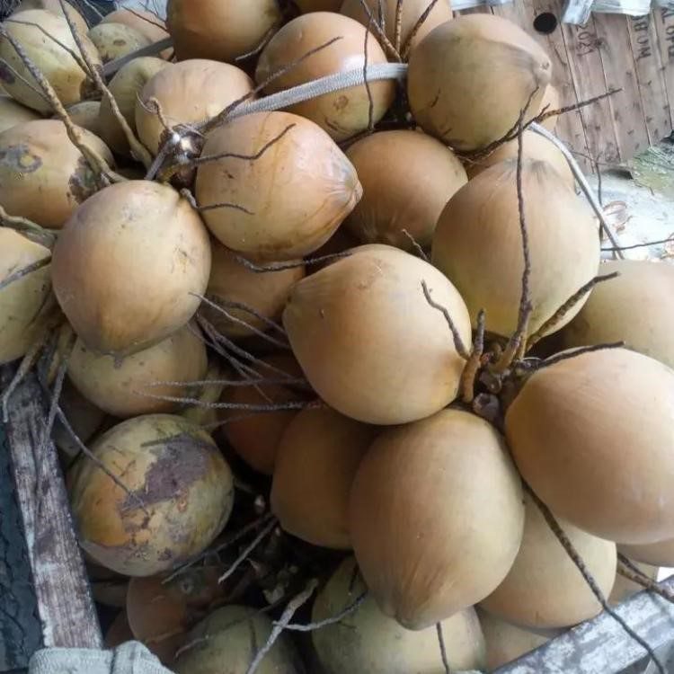 Kỹ thuật trồng dừa xiêm đỏ