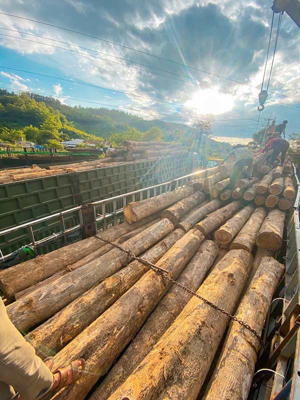 Cơ hội xuất khẩu gỗ teak tròn sang thị trường Bangladesh G-TT01-18J22