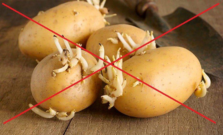 Không nên ăn khoai tây mọc mầm