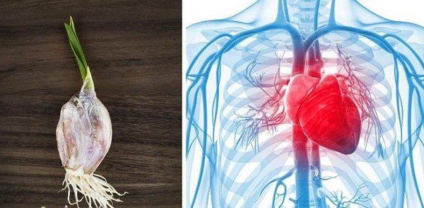 Tỏi mọc mầm giúp tăng cường sức khỏe tim mạch