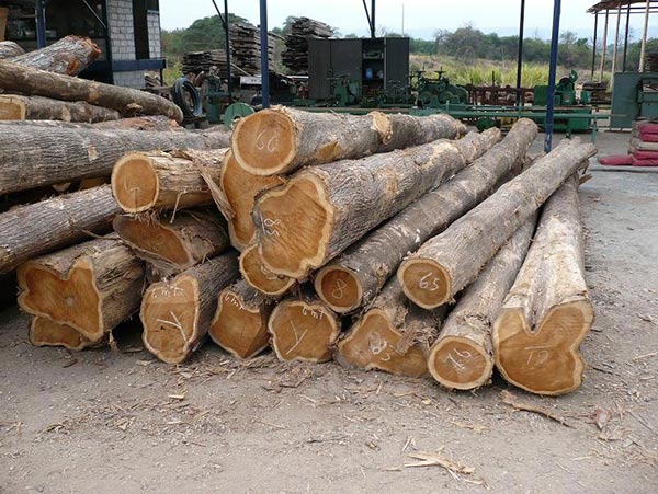 Cơ hội xuất khẩu gỗ teak sang thị trường Ấn Độ G-GT01-02K22