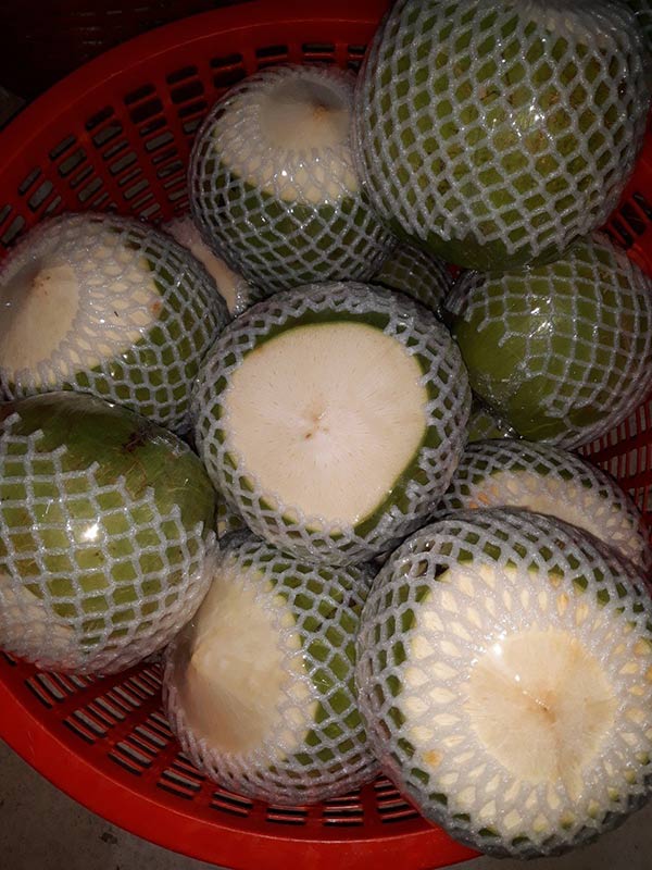 Cơ hội xuất khẩu dừa tươi sang thị trường Nhật Bản NS-D01-25K22