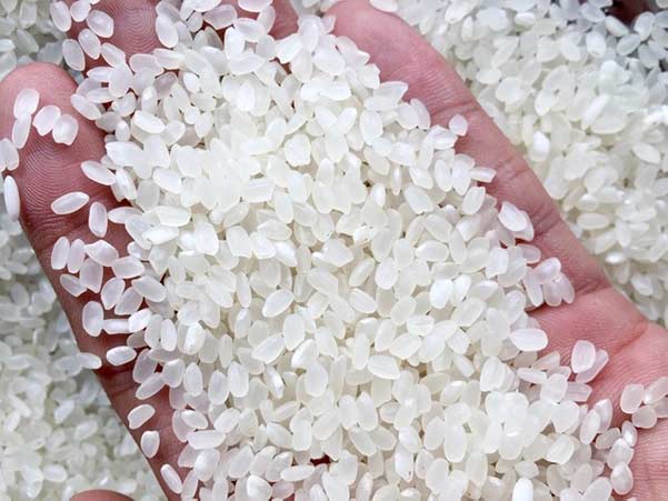 Top Cargo xin gửi đến quý khách hàng thông tin đơn hàng xuất khẩu gạo trắng hạt tròn sang thị trường Iran hoặc Pakistan NS-G01-21K22, quý khách hàng vui lòng liên hệ Hotline 0967 582 499 để được tư vấn nhanh nhất. 