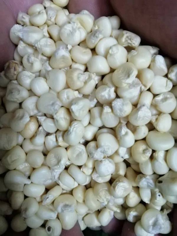 Cơ hội xuất khẩu hạt ngô trắng sang thị trường Philipines NS-HNT01-17K22