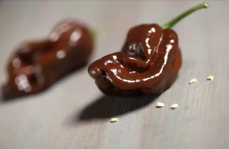 Ớt Habanero Chocolate độc đáo