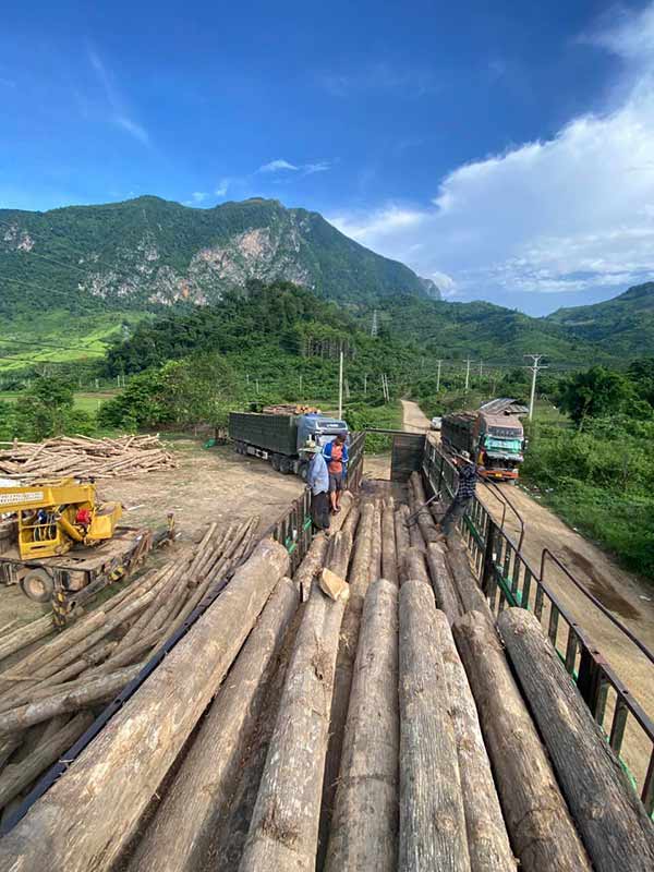 Cơ hội xuất khẩu gỗ teak tròn sang thị trường Ấn Độ G-TT01-14L22