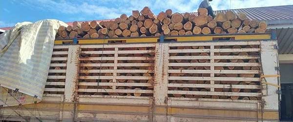 Cơ hội xuất khẩu gỗ teak tròn sang thị trường Ấn Độ G-TT01-14L22