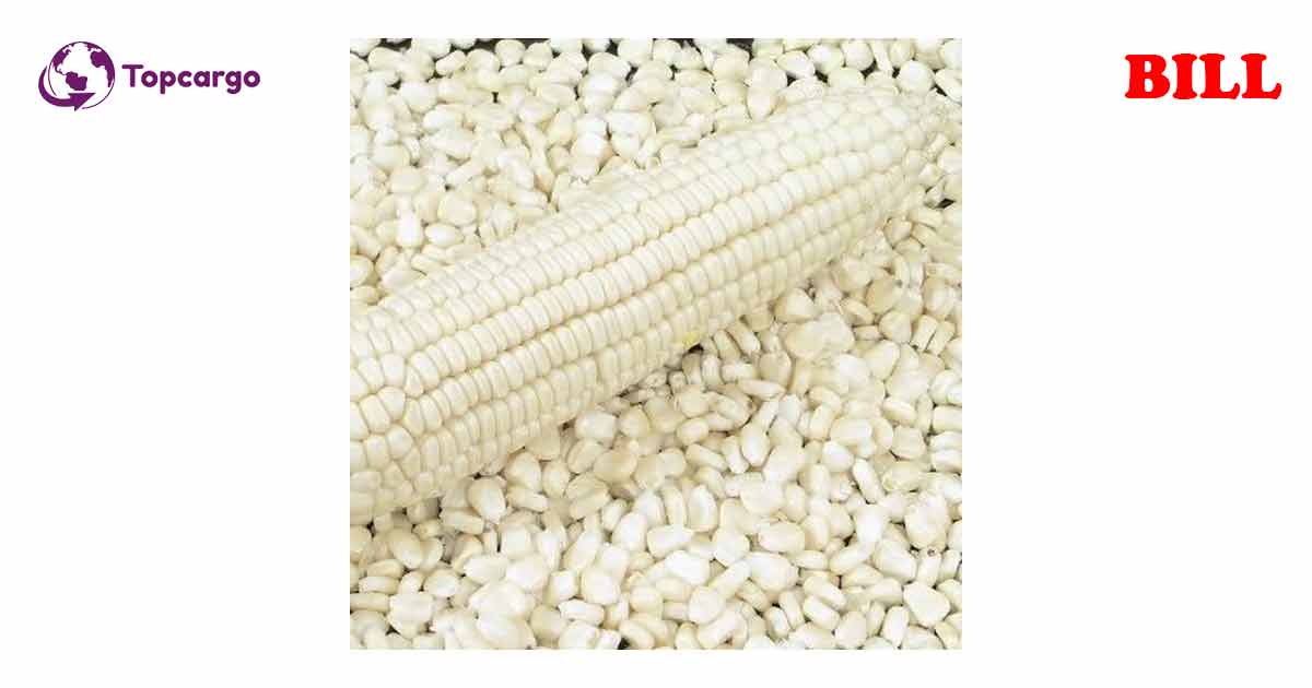 Cơ hội xuất khẩu hạt ngô trắng sang thị trường Bangladesh NS-HNT01-21L22