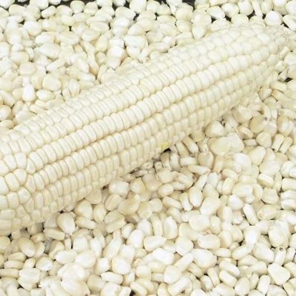 Cơ hội xuất khẩu hạt ngô trắng sang thị trường Bangladesh NS-HNT01-21L22
