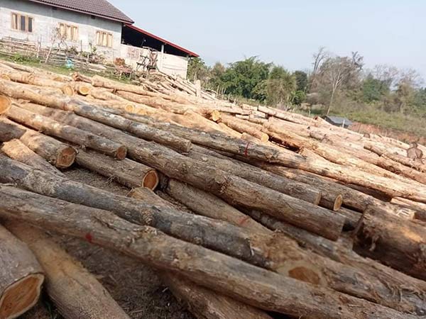 Cơ hội xuất khẩu gỗ teak tròn sang thị trường Bangladesh hoặc Ấn Độ G-TT01-09A23