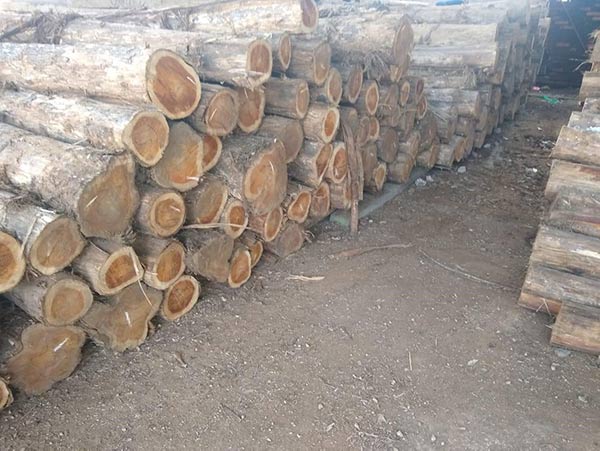 Cơ hội xuất khẩu gỗ teak tròn sang thị trường Bangladesh hoặc Ấn Độ G-TT01-09A23