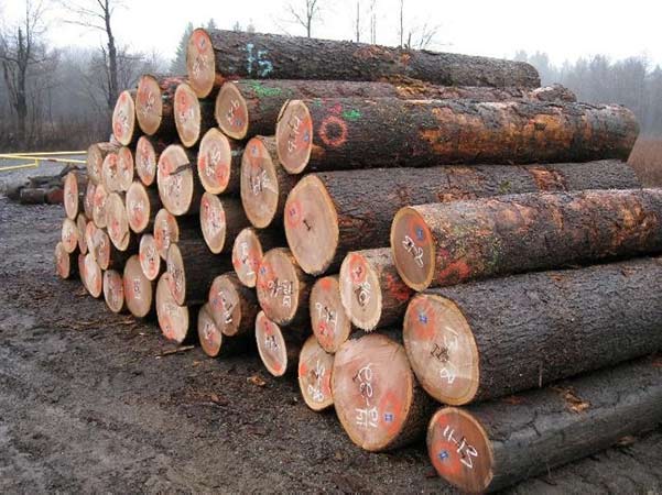 Cơ hội xuất khẩu gỗ dương tròn sang thị trường Trung Quốc G-DT01-16B23