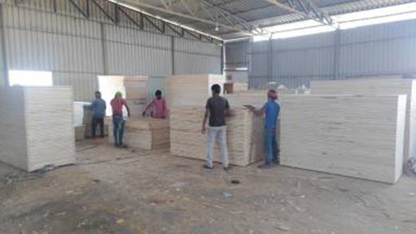 Cơ hội xuất khẩu gỗ thông xẻ sang thị trường Ấn Độ G-THX01-24B23