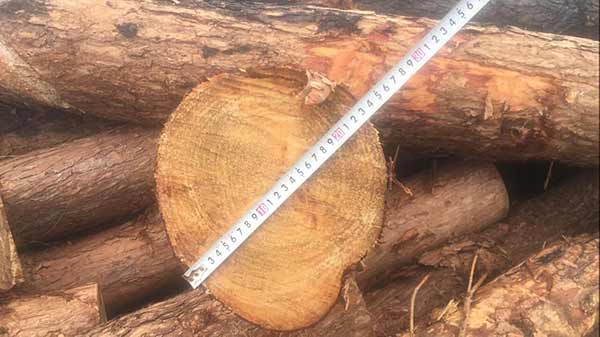 Cơ hội xuất khẩu gỗ thông tròn sang thị trường Ấn Độ G-THT01-07B23