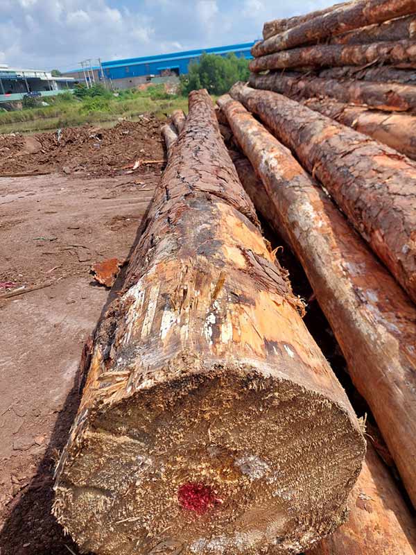 Cơ hội xuất khẩu gỗ thông tròn sang thị trường Ấn Độ G-THT01-07B23
