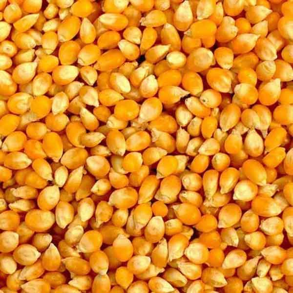 Cơ hội xuất khẩu hạt ngô vàng sang thị trường Ấn Độ NS-HNV01-24B23