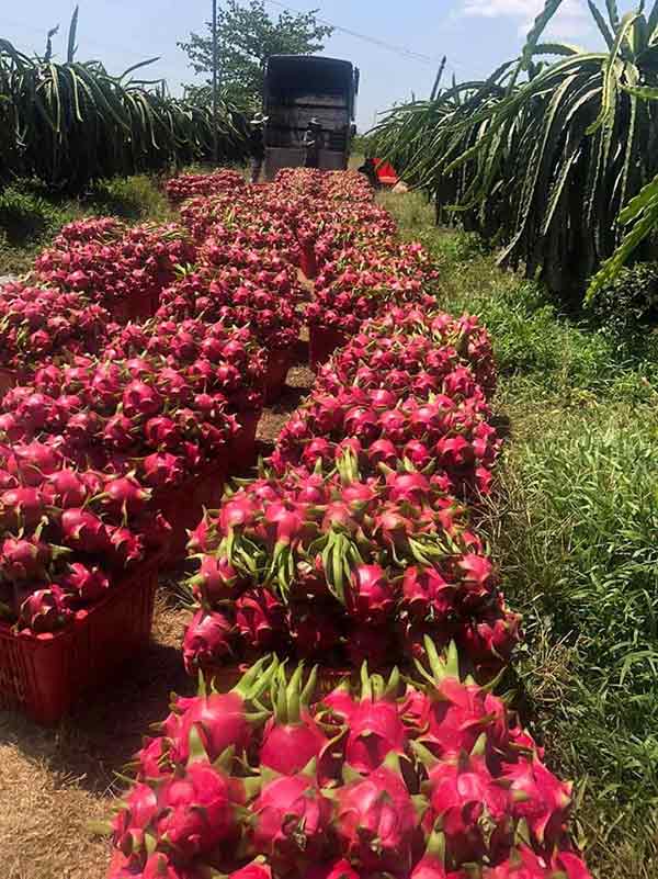 Cơ hội xuất khẩu dừa và thanh long sang thị trường Bangladesh NS-NS01-07B23
