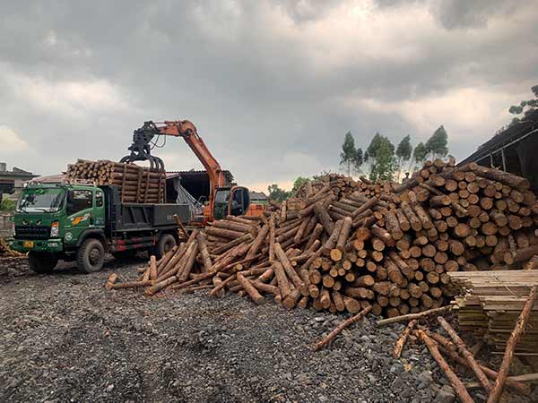 Cơ hội xuất khẩu gỗ thông tròn sang thị trường Ấn Độ G-THT01-29C23
