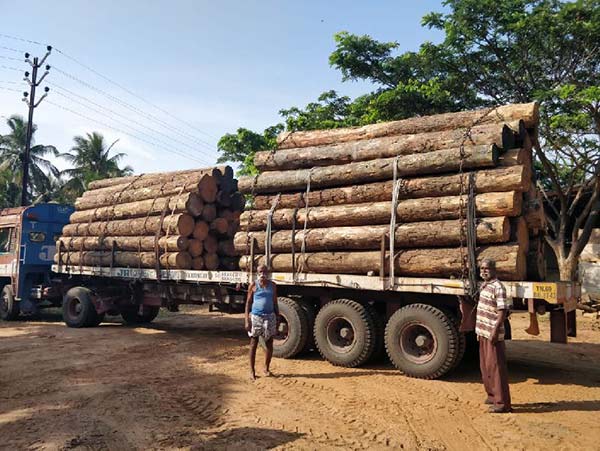Cơ hội xuất khẩu gỗ thông tròn sang thị trường Ấn Độ G-TT01-21C23