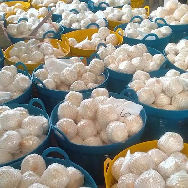 Cơ hội xuất khẩu dừa tươi gọt kim cương sang thị trường Maldives NS-D01-17C23