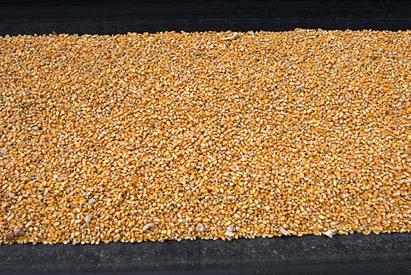 Cơ hội xuất khẩu hạt ngô vàng sang thị trường Malaysia NS-HNV01-01C23