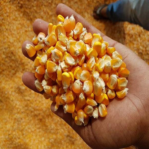 Cơ hội xuất khẩu 400 tấn hạt ngô vàng sang thị trường Bangladesh NS-HNV01-07C23