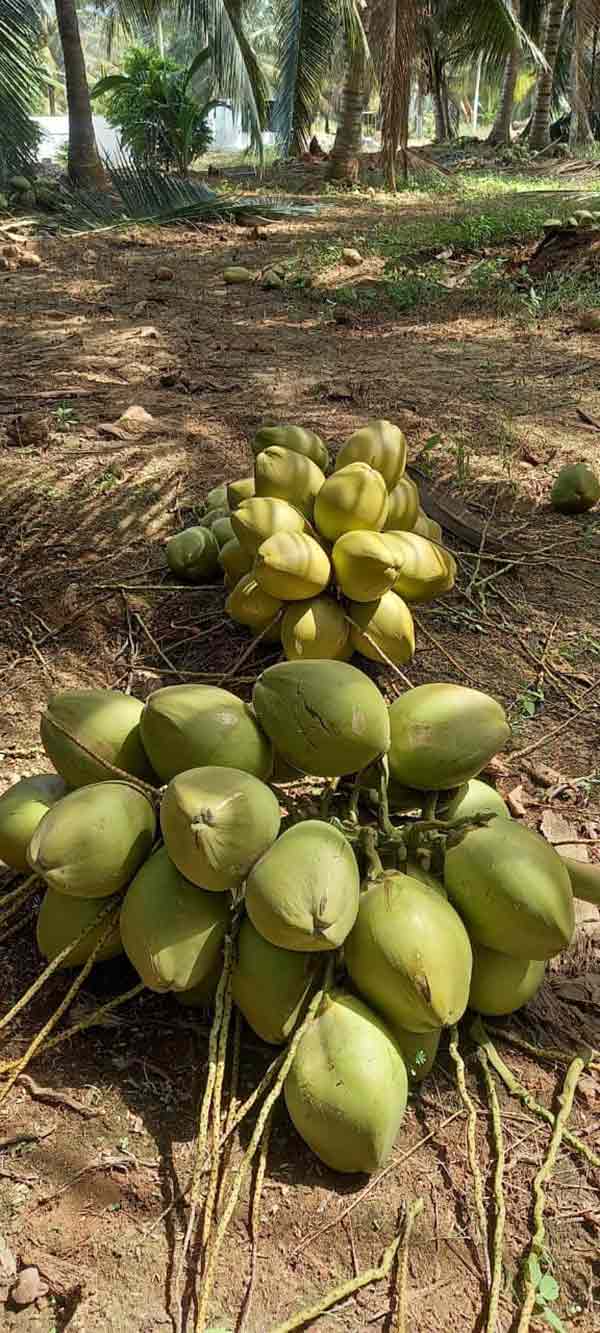 Cơ hội xuất khẩu dừa tươi nguyên trái sang thị trường Bangladesh NS-D01-06D23