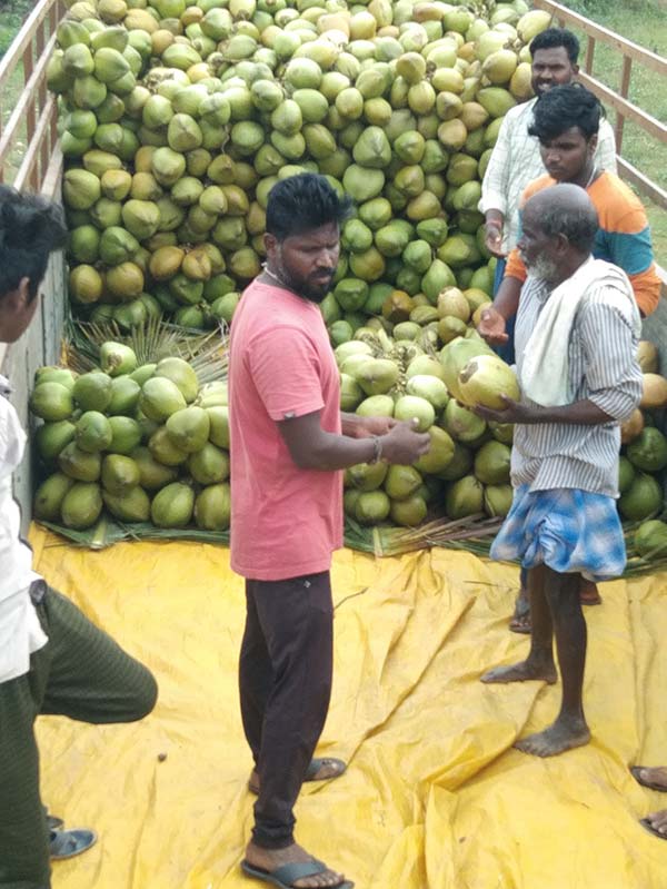 Cơ hội xuất khẩu dừa tươi nguyên trái sang thị trường Bangladesh NS-D01-06D23